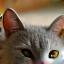Daisy the cat at Greenfield
